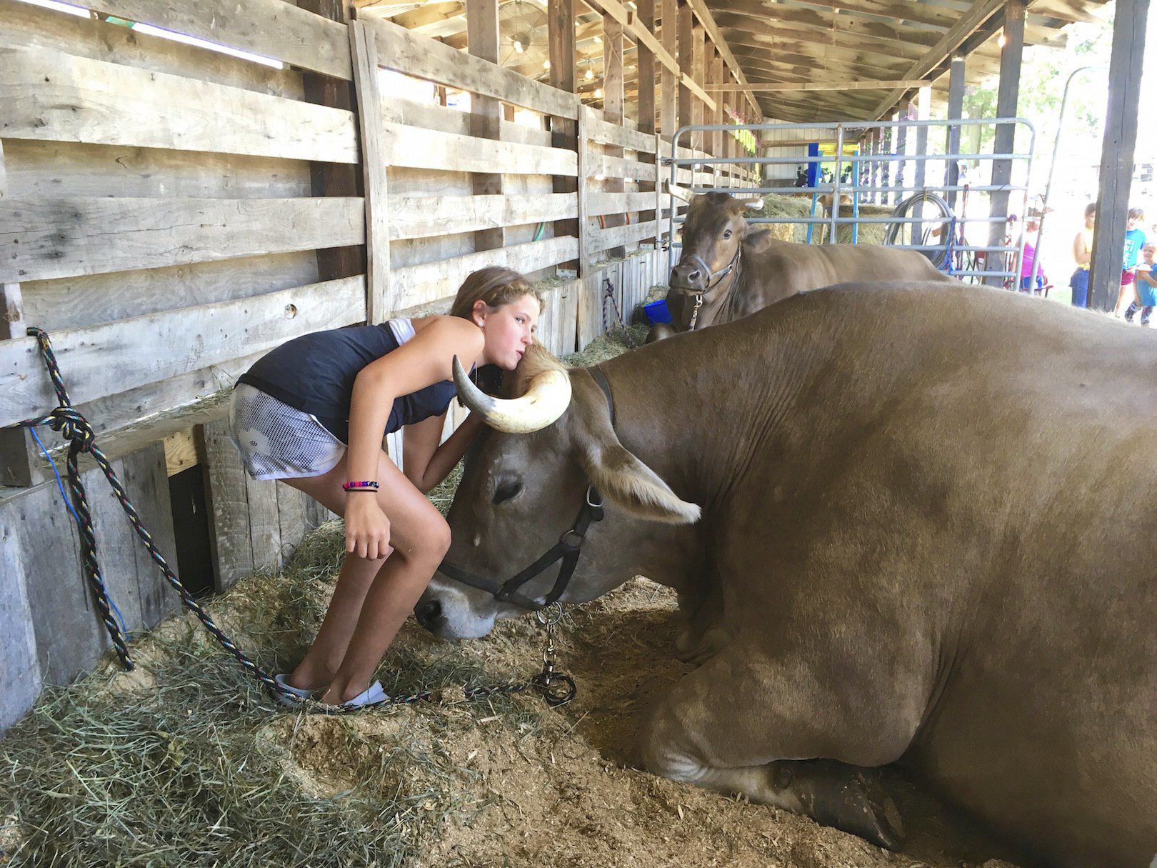 Oxen to lure kisses from awestruck fairgoers